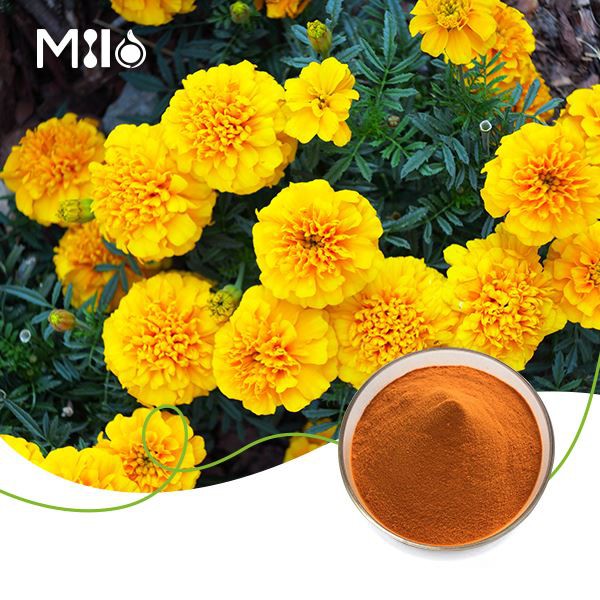 Lutein extrakt pulver