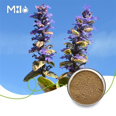 Ajuga Turkest extraktpulver
